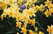 Wat is het verschil tussen een Daffodil & een Narcissus?