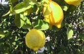 Hoe te snoeien van Lissabon citroenbomen
