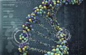 Wat Is de relatie tussen een gen & een chromosoom?