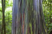 Eucalyptus boom ziekten