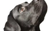 Royal Canin hond voedingsmiddelen en nieuwe voedselingrediënten