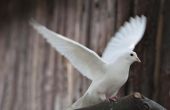 Hoe te voeden witte duiven