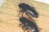 Hoe maak je een boorzuuroplossing voor het spuiten van kakkerlakken