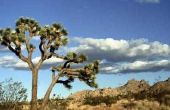 Schorpioenen & insecten in de woestijn van Nevada