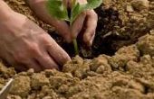 Het gebruik van Root hormoon wanneer verplanten