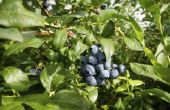 Hoe te behandelen Blueberry struiken met vlekken op hen