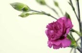How to Get zaden uit Carnation bloemen