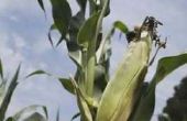 Wanneer te planten van maïs in Oregon?