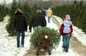 Hoe te beginnen een kerstboom-boerderij