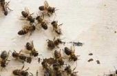 Simple Home Remedy om zich te ontdoen van bijen