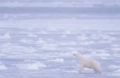 Hoe maak je een ijsbeer Habitat met peuters
