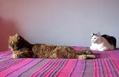 Hoe te doen uw eigen actieve kool kat kattenbak