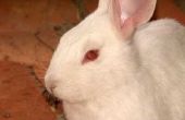 Haaruitval op het gezicht van een konijn