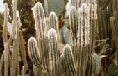 How to Grow een Peyote Cactus