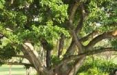 Wat Is het probleem als mijn Ficus boom bladeren zijn bruin op de toppen?