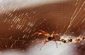 Hoe te doden spinnen rond de buitenkant van een huis