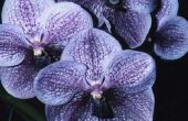 Wat Is de naam van de donkerblauw & Purple Orchid?