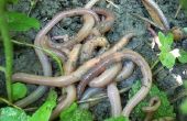 Soorten wormen gevonden in de bodem