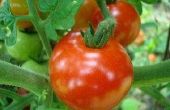 Huis remedie voor insecten op een Plant Tomatillo