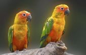 Hoe herken ik het verschil tussen een mannelijke & vrouwelijke Sun papegaaiachtigen