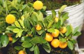 Wat te doen met citrusbomen met gele bladeren