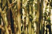 Hoe te snoeien van bamboe
