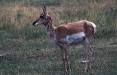 Antelope jacht op openbare grond in Wyoming