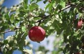 De meeste ziekte-resistente fruitbomen