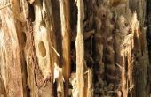 Hoe te behandelen ondergrondse termieten