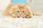 Hoe te repareren van kat krabde tapijt gaten