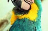 Wat betekent het als papegaaien rookwolk omhoog hun veren?