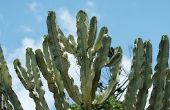 Euphorbia Cactus Plant informatie