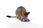 De beste voeding voor katten met Flutd