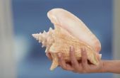 Hoe te verwijderen een zeeslak van een schelp