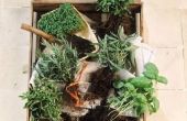 Kunnen basilicum, rozemarijn, tijm & Oregano in een Pot worden geplant?