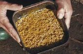 Hoe u kunt besturen gazon larven biologisch