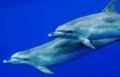Hoe om te zwemmen met dolfijnen in Portugal