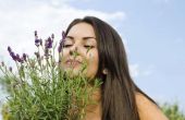 How to Grow geurende lavendel planten in een tuin in Florida