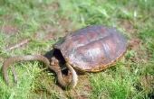 How to Make een schildpad sneller groeien