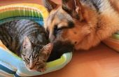 Verzekeren en lijmen voor Pet Sitters