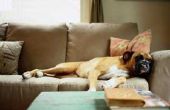 How to Get Rid van Dog speeksel van meubels