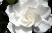 Betekenis van de bloem Gardenia