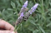 Verzorging van lavendel planten