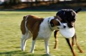 Tips voor het trainen van Rottweilers