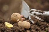 How to Fight aardappel schurft