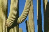 Gebruik van de Saguaro Cactus nadat hij sterft