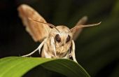 Lijst van nachtelijke vliegende insecten