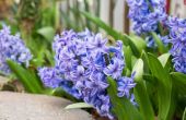 Hyacinten planten zijn?