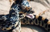 Hoe te identificeren onschadelijk Texaanse slangen