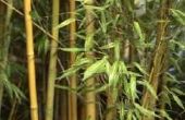 Zelfgemaakte bamboe Plant meststof